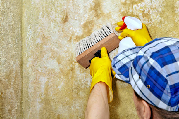Asbestos and Lead Testing During Mold Inspection in Manhattan Beach, CA