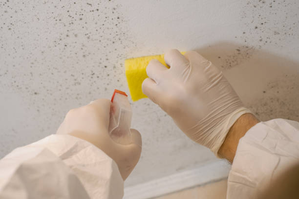 Best Mold Damage Restoration  in Manhattan Beach, CA