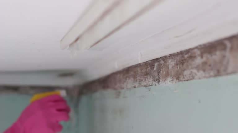 Best Mold-Related Health Consultation  in Manhattan Beach, CA